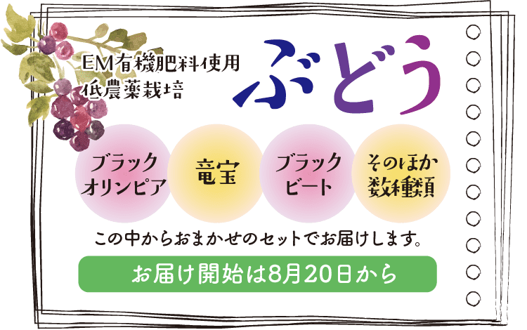 江崎ぶどう園おまかせぶどうセット