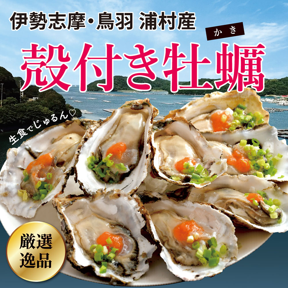 伊勢志摩・鳥羽 浦村産特大殻付き牡蠣！ 昨年リピーターで溢れたブランド牡蠣